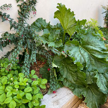 Aménager un jardin pour ses enfants : belle brochette gourmande (fraises, rhubarbe, fuchsia retzii