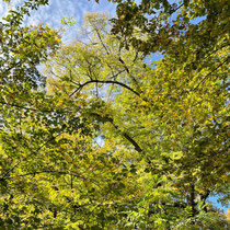 Bal de feuilles colorées