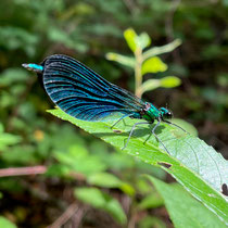 Demoiselle
