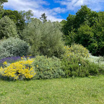 Massif aux feuillages argentés
