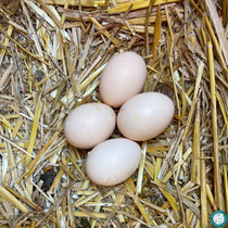 Accueillir des poules