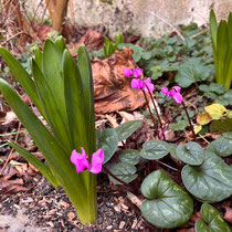 Cyclamen du Caucase