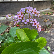 Bergenia