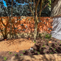 Jardin 1 mois après plantation