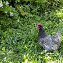 Accueillir des poules