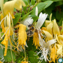 Jardin musical : abeille