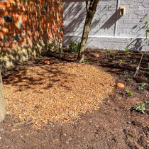 Jardin 1 mois après plantation