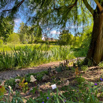 Jolie massif autour des pneumatophores du cyprès chauve des jardins de l'école Du Breuil