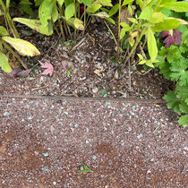 Début octobre : massif à plus de 10m du jardin