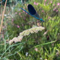 Demoiselle