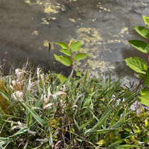 Zone de travaux pratiques de l'école Du Breuil