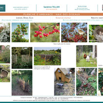 Planche d'ambiance "Haie des oiseaux"