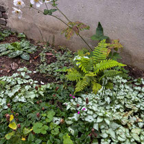 Lamium : couvre-sol persistant