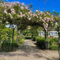 Roseraie de l'école Du Breuil