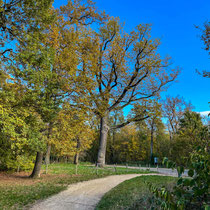 Abords du lac des Minimes au bois de Vincennes