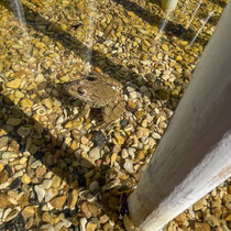 Crapaud