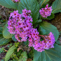 Bergenia