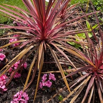 Collection de saisonnières de l'école Du Breuil