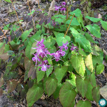 Epimedium 'Lilafee'