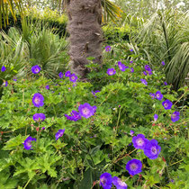 Géranium vivace comme coussin au pied d'un arbre