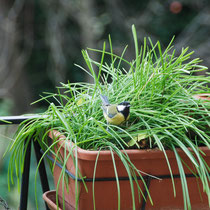 Mésange charbonnière