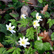 Anemone des bois (Anémone nemerosa)  - Crédit photo : promesse de fleurs