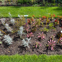 Collection de saisonnières de l'école Du Breuil