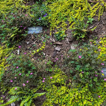 Jardin après travaux