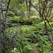 Val Maubrune - Le sous-bois