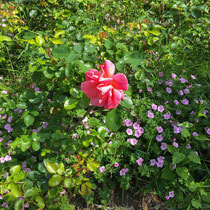 Géranium vivace en association avec les rosiers