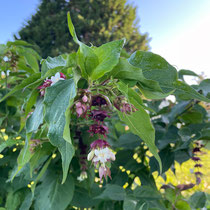 Fleurs et fruits