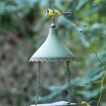Mésange bleue