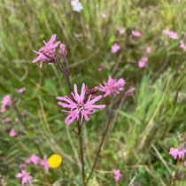 Silène à fleur de coucou