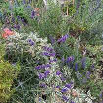Mélange d'aromatiques