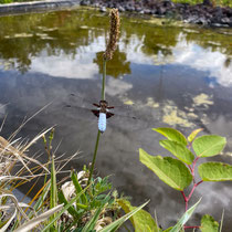 Libellule bleue déprimée mâle
