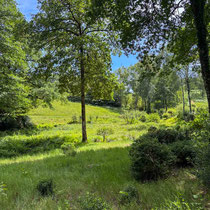 Val Maubrune - Le sous-bois