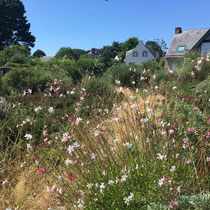 Gaura échevelé