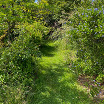 Arbuste du fruticetum