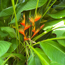 Fleurs de Guadeloupe