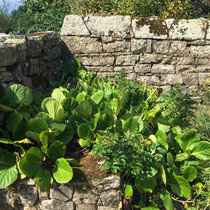 Bergenia