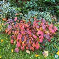 Epimedium 'Orangekönigin'