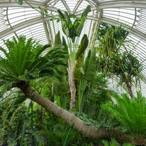 L'intérieur de Palm House