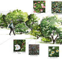 Exemple de haie défensive