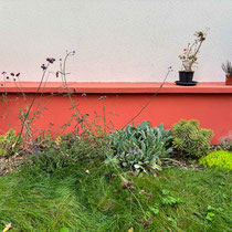 Octobre 2025 : le jardin a presque 1 an