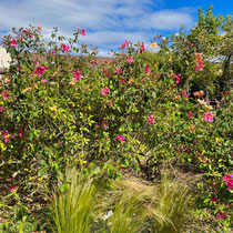 Rosa sinensis mutabilis