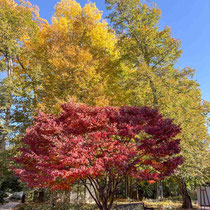 Zelkova Orme de Sibérie