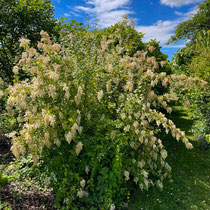 Arbuste du fruticetum