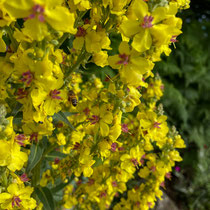 Ma copine l'abeille...