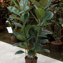 Ficus elastica Robusta 2pp