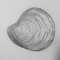 Muschelstudie 2017